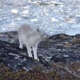 Gorgeous Arctic Fox spots a human and comes right up to greet him. All the cuteness was caught on video.