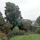 Letter from neighbour asking for a hedge to be removed... - Page 4 - Homes, Gardens and DIY - PistonHeads