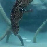 Jaguar underwater