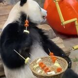 Panda actually know how to eat