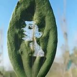 Portrait on a Leaf