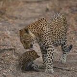 Momma leopard with her adorable cub