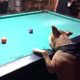 Pupper plays pool