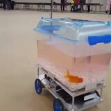 A fish driving a cart