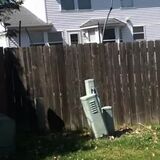 Great Dane jumps on a trampoline to look over the fence