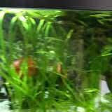 Show me your aquarium - Page 10 - All Creatures Great &amp; Small - PistonHeads
