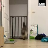 this cat jumping