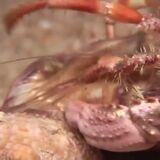 Hermit Crab switches her shell but insists on bringing her anenome friends