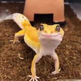 This Gecko looks Happy