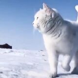 Majestic white kitty
