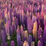 A field of Lupine in New Zealand