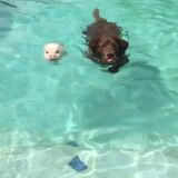 Hank and Gonzo swimming together