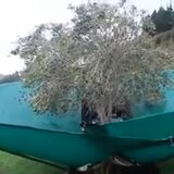 This is how olives are harvested.