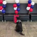 Explosive detection canine got an awesome reward after his final bag search before retirement!