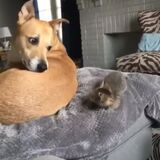 Shy kitten makes eye contact with the dog and accidentally startles itself off the couch