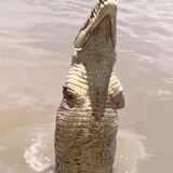 @jalilnajafov / Crocodile With No forelegs☹️ Unfortunately no but alligators/crocodiles are perfectly fine if they lose a leg or two! If a c