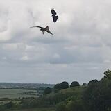 Red kites thriving in England 30 years after reintroduction - Page 3 - News, Politics &amp; Economics - PistonHeads