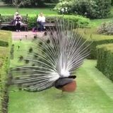 Beautiful peacock