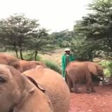 While his friends are being hand fed bottles of milk, this little elephant attempts a heist