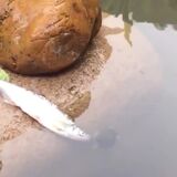 Turtle saves his fish friend