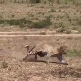 Warthogs being attacked by a Leopard until mom comes into the picture