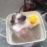 Splish Splash I'm taking a bath