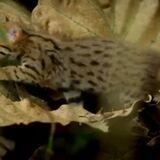 The Rusty Spotted cat is the world's smallest cat