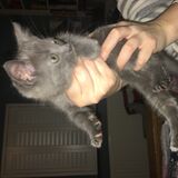 Kitten found in garden - Cute content don’t tell Blib - Page 1 - All Creatures Great &amp; Small - PistonHeads